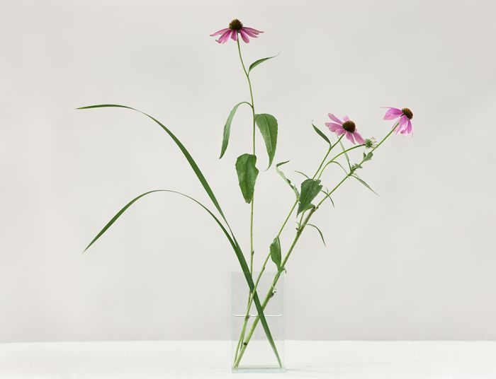 Cone Flower and WIld Iris leaves, 45-1207-05-19, Archival Pigment Print—8x10, 16x20, 32x40, 40x50