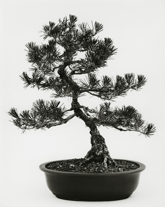 Japanese Black Pine, B81-0105-04, 8x10 Gelatin Silver Chloride Contact Print