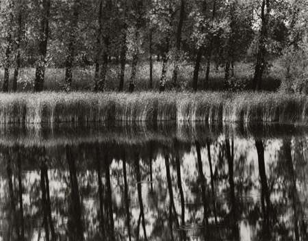 Ooil, Netherlands, 2001, 45-0110-27-74, 4"x5' Gelatin silver chloride contact print
