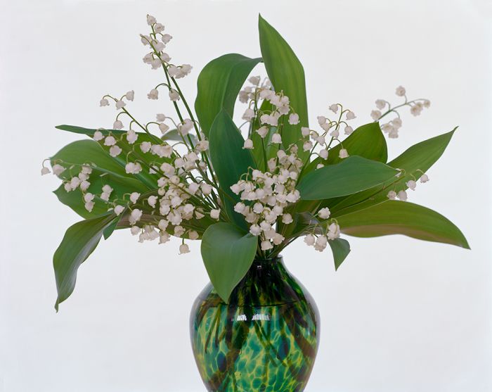 Lily of the Valley, 45-1205-08, Archival Pigment Print—8x10, 16x20, 32x40, 40x50