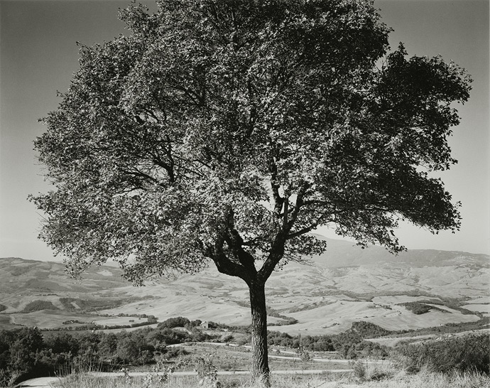 Val d’Orcia, 2001, T81-0109-64-64, 8"x10" silver chloride contact print