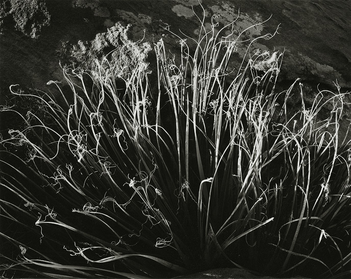 Toroweap, Grand canyon, Arizona, 1991, 81-9110-54-107, 8"x10" gelatin silver chloride contact print